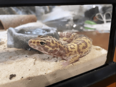Looking after little miss gecko